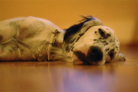 Fatigue or Lethargy in Dogs - Symptoms, Causes and Treatment