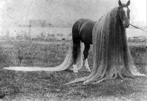 VERY long horse mane & tail | equine | Pinterest