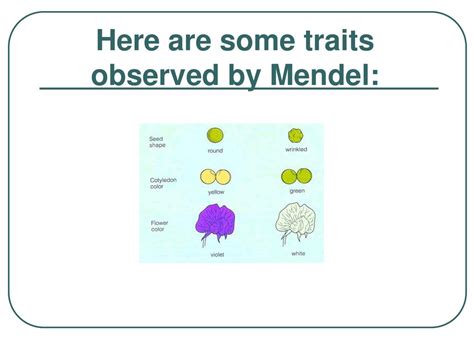 Genetics Using Punnett Squares - ppt download