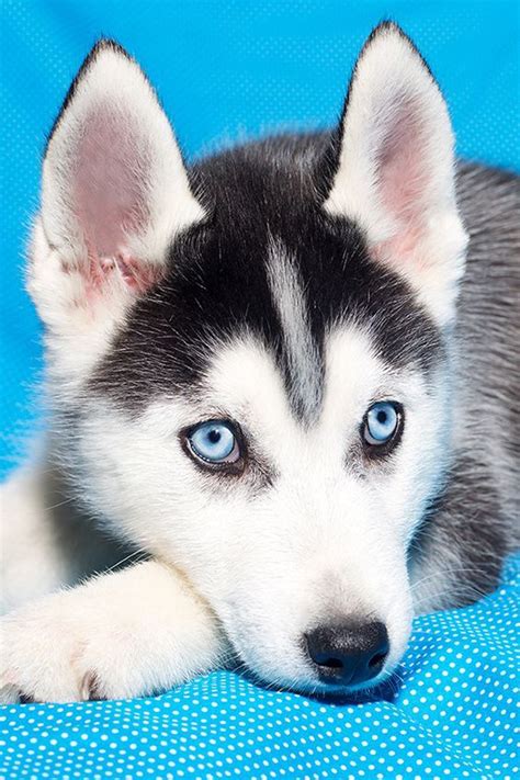 7 Dogs With Absolutely Breathtaking Blue Eyes | Cachorro husky ...