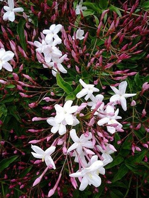 Winter Jasmine: The Beautiful Fragrant Plant That Can Add A Touch Of ...