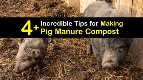 Composting Pig Poop - DIY Pig Manure Fertilizer