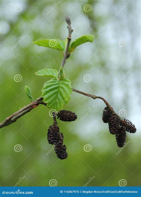 Black Alder Tree in Spring Season Stock Image - Image of black, alnus ...