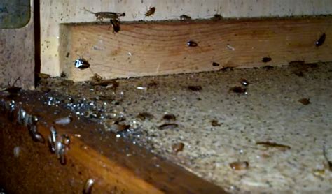 How to get rid of German Cockroaches, Blattella Germanica, Kitchen ...