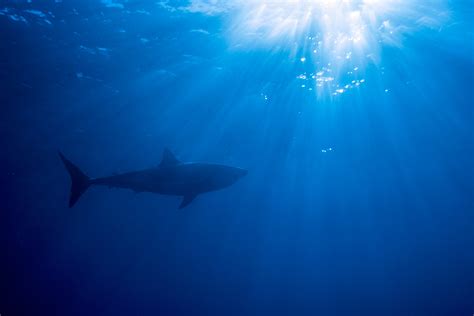 Great white shark silhouette — by George T. Probst