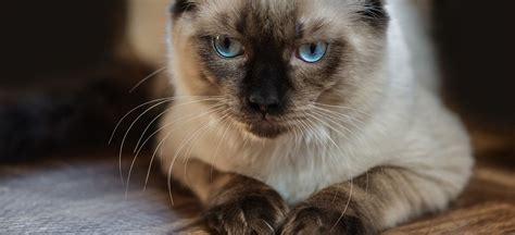 Chat ragdoll : alimentation, dressage et santé