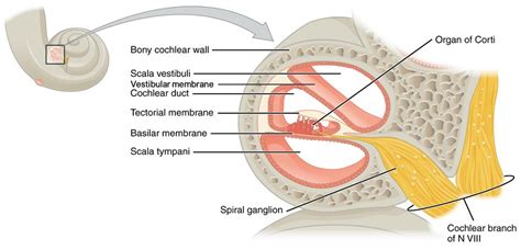 Figure 13.3.2 : Cross Section of the Cochlea | The membranou… | Flickr