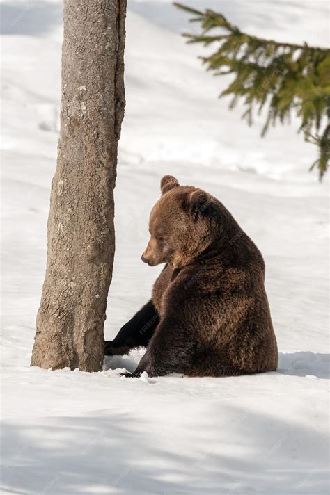 Premium Photo | Brown bear on the snow background