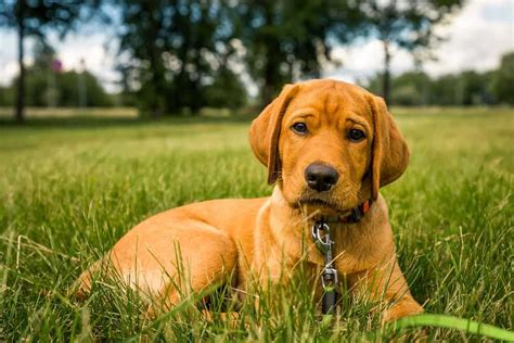 Fox Red Labrador Retriever: dog breed characteristics & care