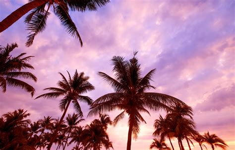 Pink Sunset Palm Trees