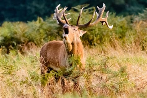 Red deer facts and information | Trees for Life