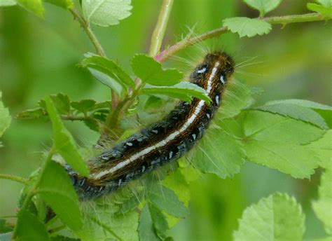 Remember catching these fuzzy caterpillars | Fuzzy caterpillar, Black ...