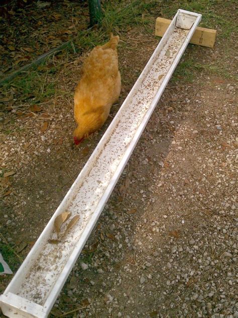 diy chicken feeder plastic bottle - Jina Stinnett