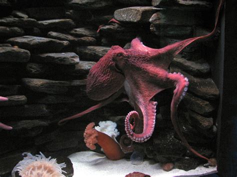 Octopus On A Diet? Aquarium Develops New Method Of Feeding Their Queen ...