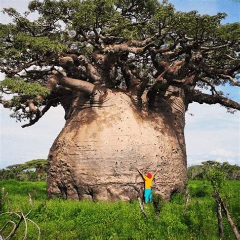 This is a photo of the sacred Tsitakakantsa, (Adansonia Grandidieri ...