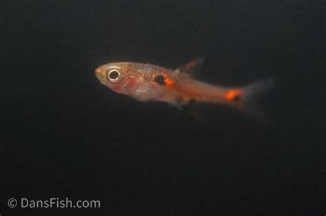 Strawberry Rasbora (Boraras naevus) - Dan's Fish