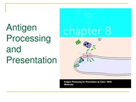 PPT - Antigen Processing and Presentation PowerPoint Presentation, free ...