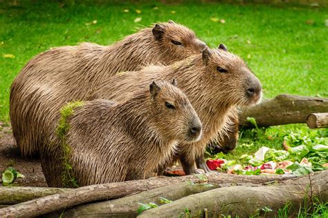 Care For Us - Capybara | Wild Welfare