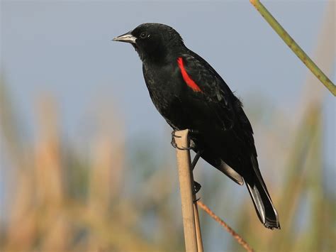 Red-winged Blackbird - eBird