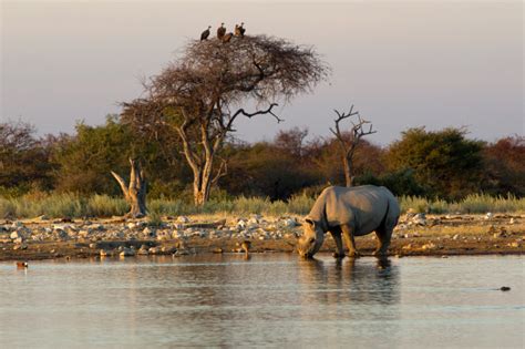 3 Etosha camps and why they’re all worth a visit - Roxanne Reid ...