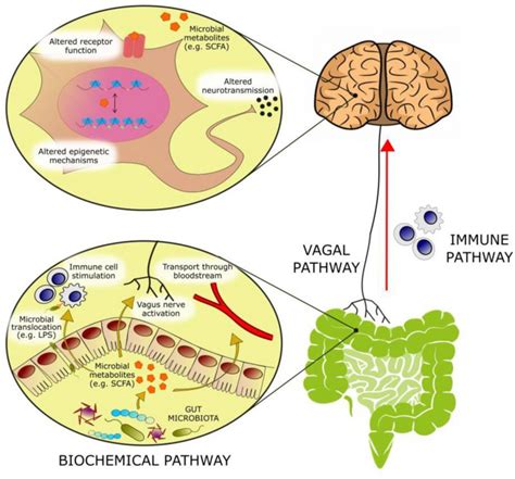 Gut microbial metabolites in depression: understanding the biochemical ...