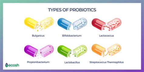 17 TYPES OF GOOD BACTERIA - The List of Most Beneficial Species of ...