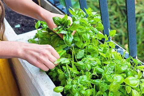 Where to Buy Basil Plants Near Me: The Ultimate Guide - PlantHD