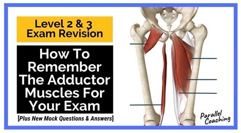 How to Remember the Adductor Muscles [Incl. Origins and Insertions]