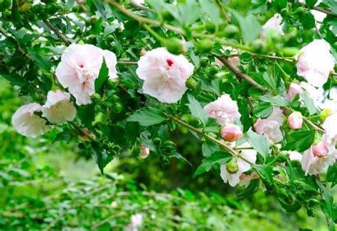 14 Stunning Rose Of Sharon Varieties For Adding Late-Summer Color