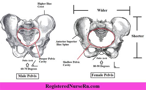 Male vs Female Pelvis Differences Anatomy of Skeleton | Male vs female ...