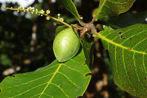 6 Diy Beauty Recipes With Kakadu Plum for Skin & Hair - With Benefits