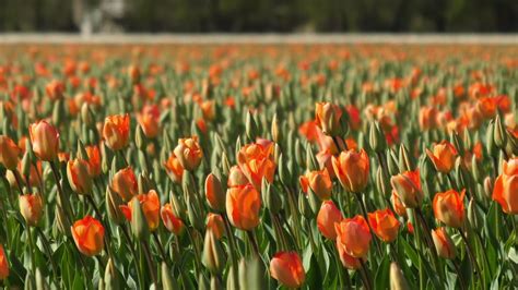 Free photo: Orange Tulips - Beautiful, Resource, Nature - Free Download ...