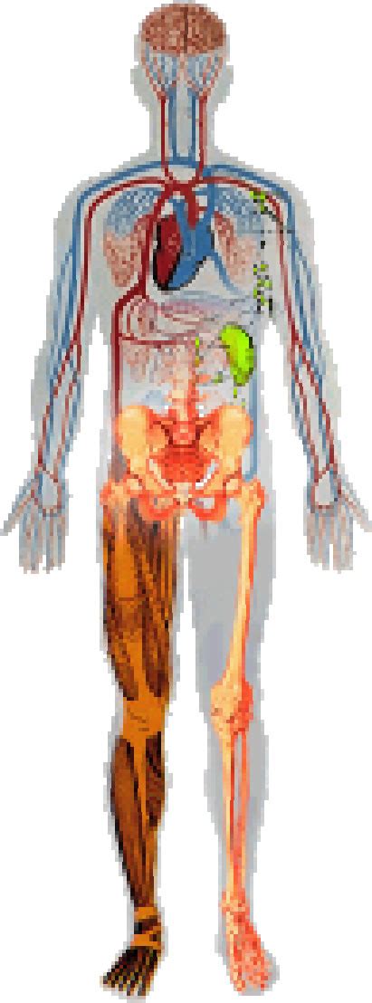 11 human body systems and functions - ModernHeal.com