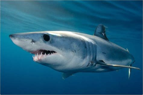 Some Interesting Facts About Mako Sharks that You Should Know - News18