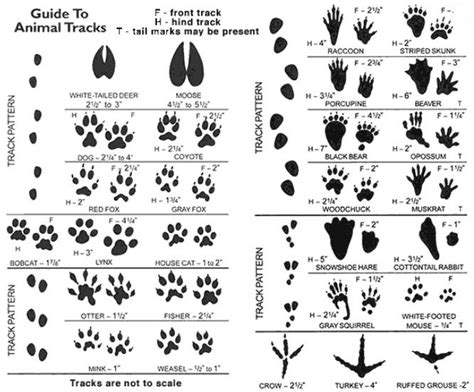 fisher cat paw print - Henry Beale