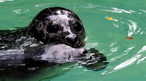 Zoo Augsburg: Das nächste Seehund-Baby | Augsburger Allgemeine