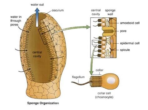 Sponge Labeled Anatomy