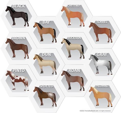 Common Horse Colors, Patterns & Markings Explained (with pictures ...