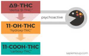 Human Metabolism of THC – Sapiensoup Blog