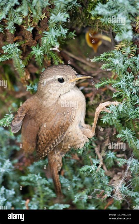 Wren feeding babies in nest Stock Photo - Alamy