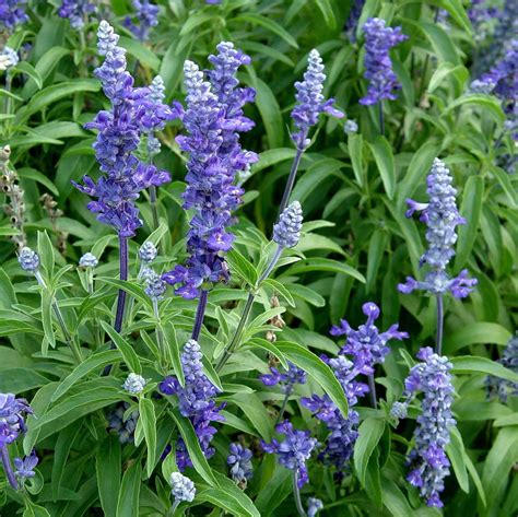 Salvia farinacea Victoria Blue Mealycup Sage Lovely deep violet blue ...