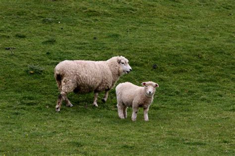 Sheep Deworming Chart