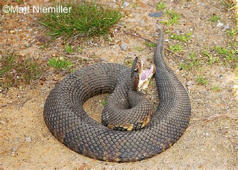 Cottonmouth | State of Tennessee, Wildlife Resources Agency