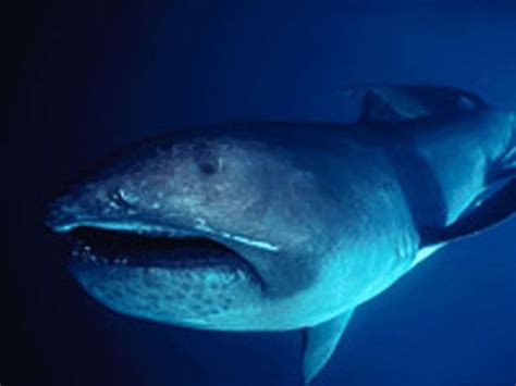 Extinct 'Megamouth' Shark Species Finally Identified | Live Science