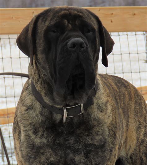 English Mastiffs – Northstar Livestock