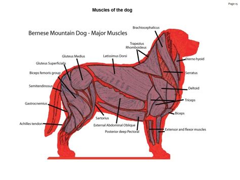 Dog Muscular Anatomy - Anatomical Charts & Posters