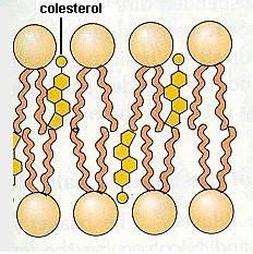 FOSFOLÍPIDOS Y COLESTEROL