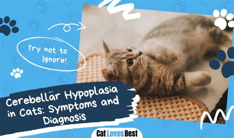 Cerebellar Hypoplasia in Cats: Symptoms and Diagnosis