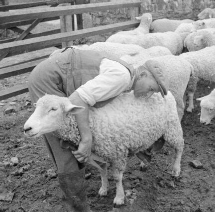 Sheep Shearing - The Benefits Of Using Hand Shears