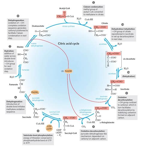 Krebs cycle / Citric acid cycle / TCA Cycle with steps and diagram (2022)